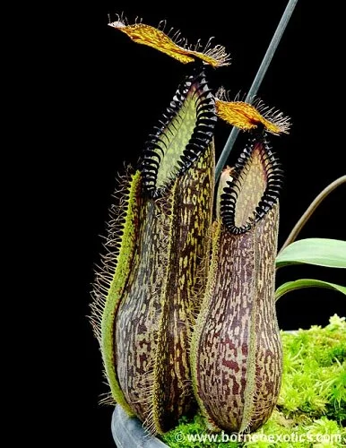 Nepenthes hamata (Gunung Lumut) — Scotland Carnivorous Plants